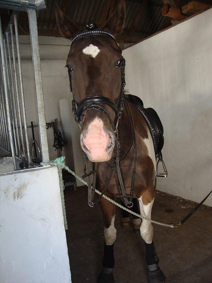 Anden særlig race Peanut<3 billede 17