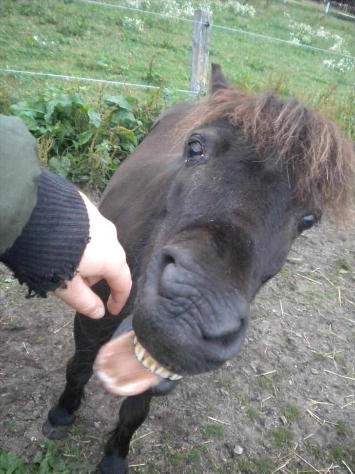 Shetlænder Speedy - 20) Øhh Smil ? Slik ? Gi mig din finger ! heh Hva kan man mon kalde det :D (foto: Schmatz Photography) billede 20