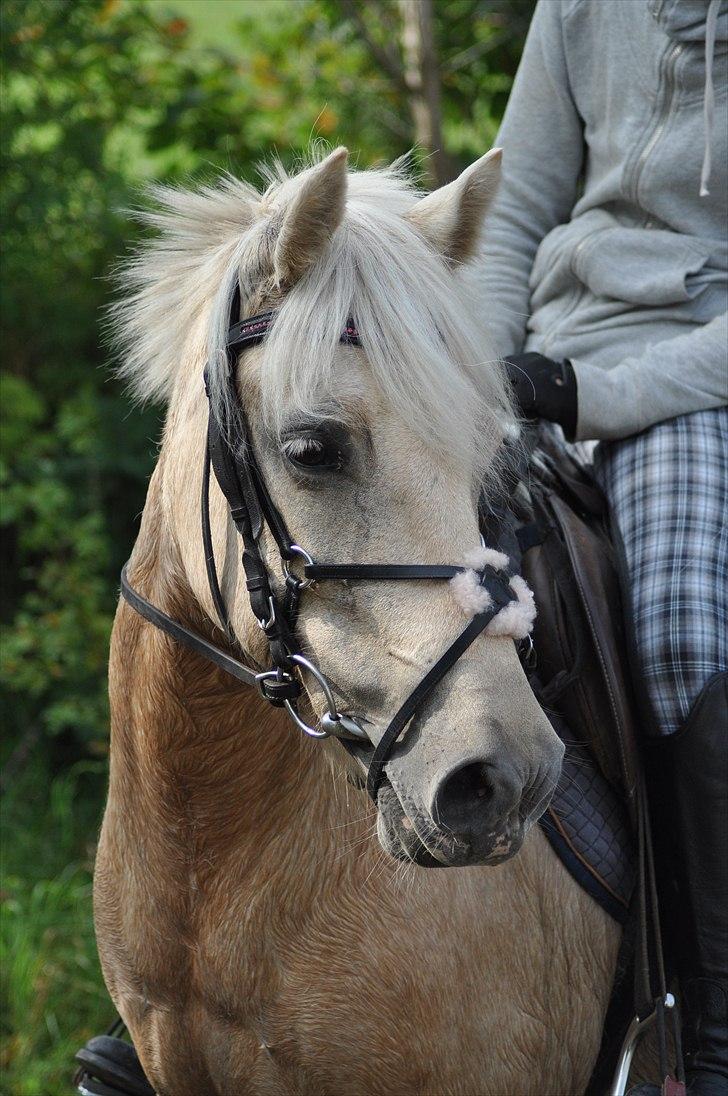 Anden særlig race Isabella R.I.P. - Velkommen til Bella´s profil:D (Foto: Helena) billede 1