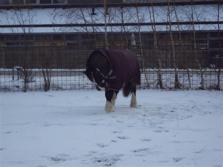 Tinker Albert  - albert elsker sne!!! 2009 billede 9