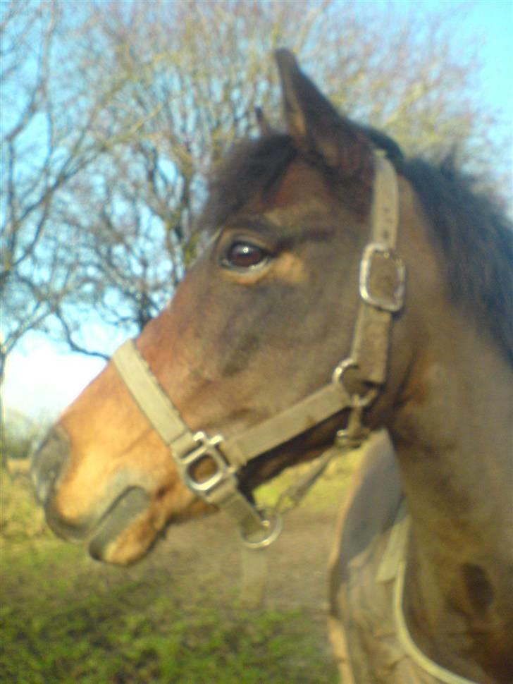 Anden særlig race Dyrkærgårds Atlantis - Atlantis på fold en af de første dage han var min. Fotograf mig billede 3