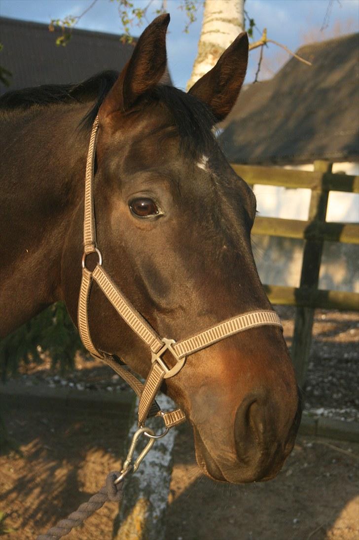 Anden særlig race Brøderups Brimer billede 1