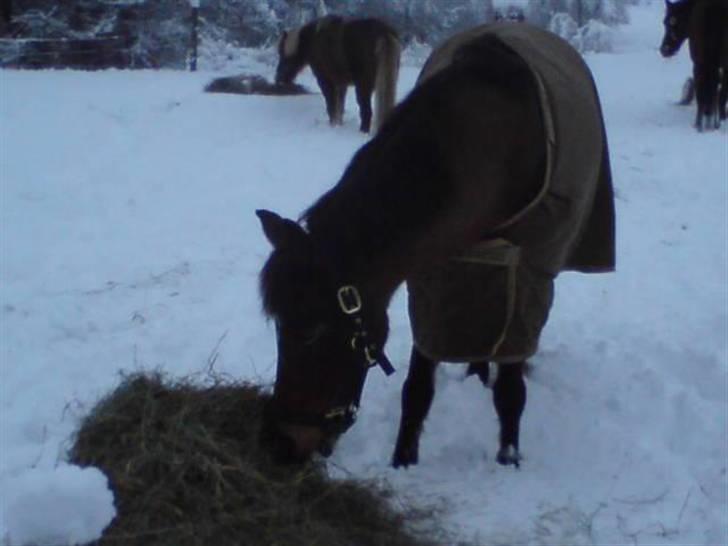 Anden særlig race Dyrkærgårds Atlantis - Atlantis spiser lige lidt hø på fold. Fotograf mor billede 5