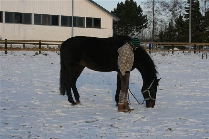 Anden særlig race Brøderups Brimer billede 2