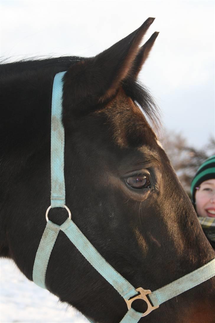 Anden særlig race Brøderups Brimer billede 3