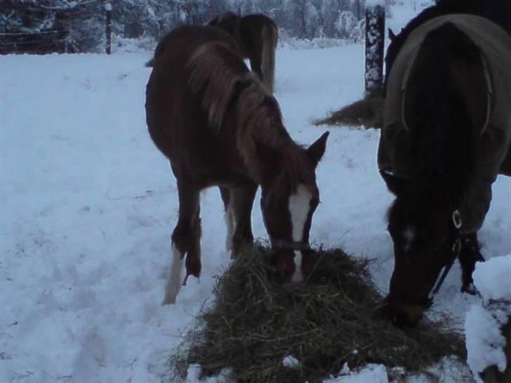 Anden særlig race Dyrkærgårds Atlantis - Atlantis og Alladin deler hø. Fotograf mor billede 6