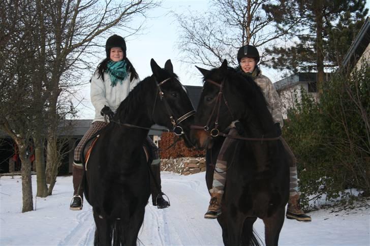 Anden særlig race Brøderups Brimer billede 5