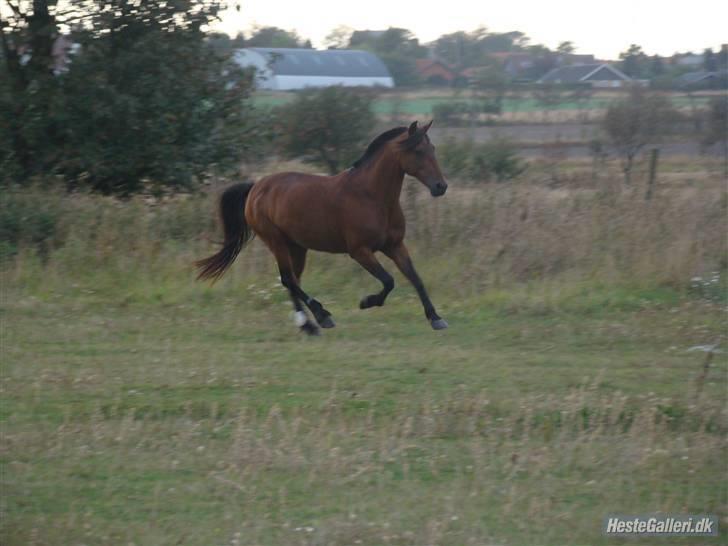 Anden særlig race Misti.<3 (LÅNT UD s; )  - så smuk! :D Denne utrolige lækre pony er 19 år gammel her! <3  billede 19