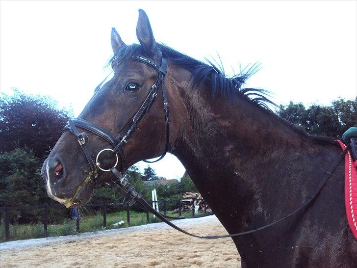 Dansk Varmblod Fan Ace  DH hoppe *halvpart* - 7# billede 3