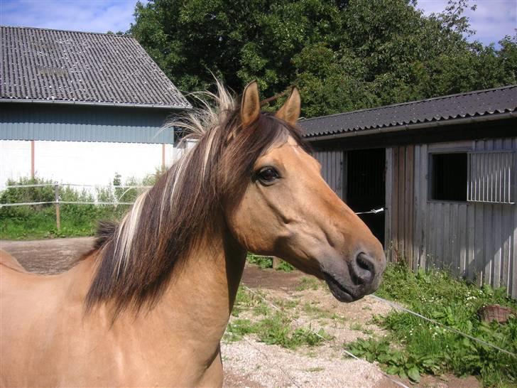 Anden særlig race Flanagan billede 2