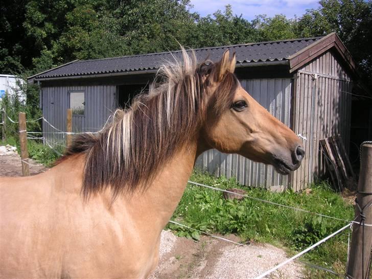 Anden særlig race Flanagan billede 3