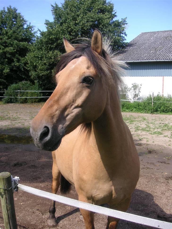 Anden særlig race Flanagan billede 4