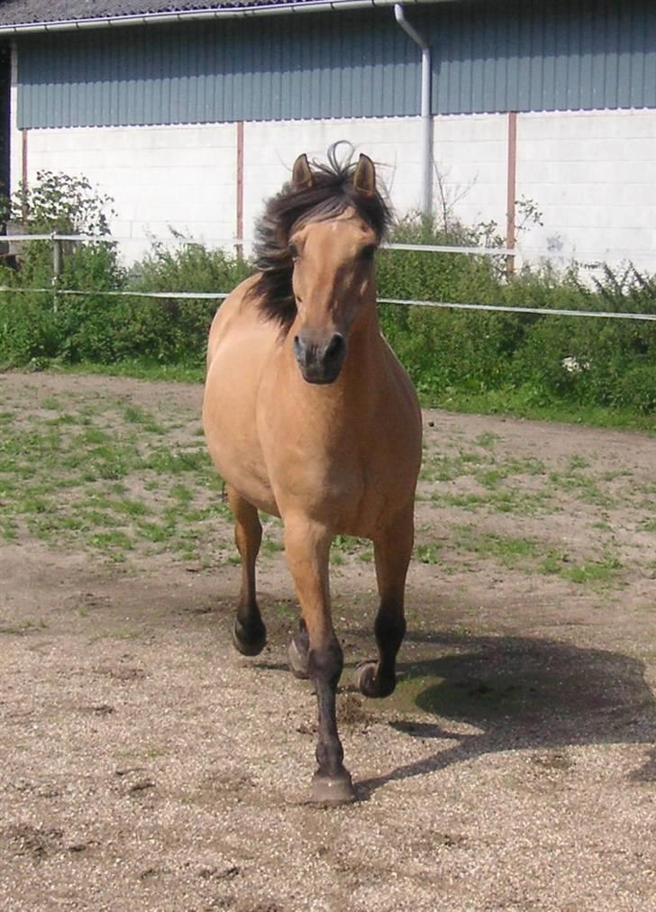 Anden særlig race Flanagan billede 5