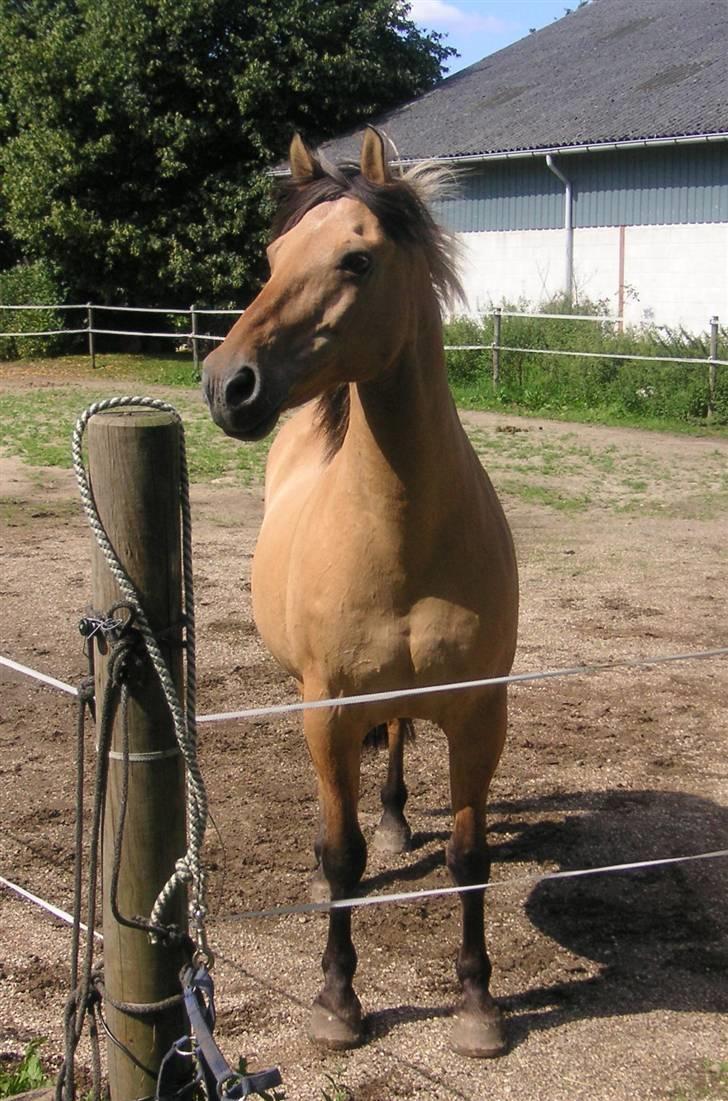 Anden særlig race Flanagan billede 6