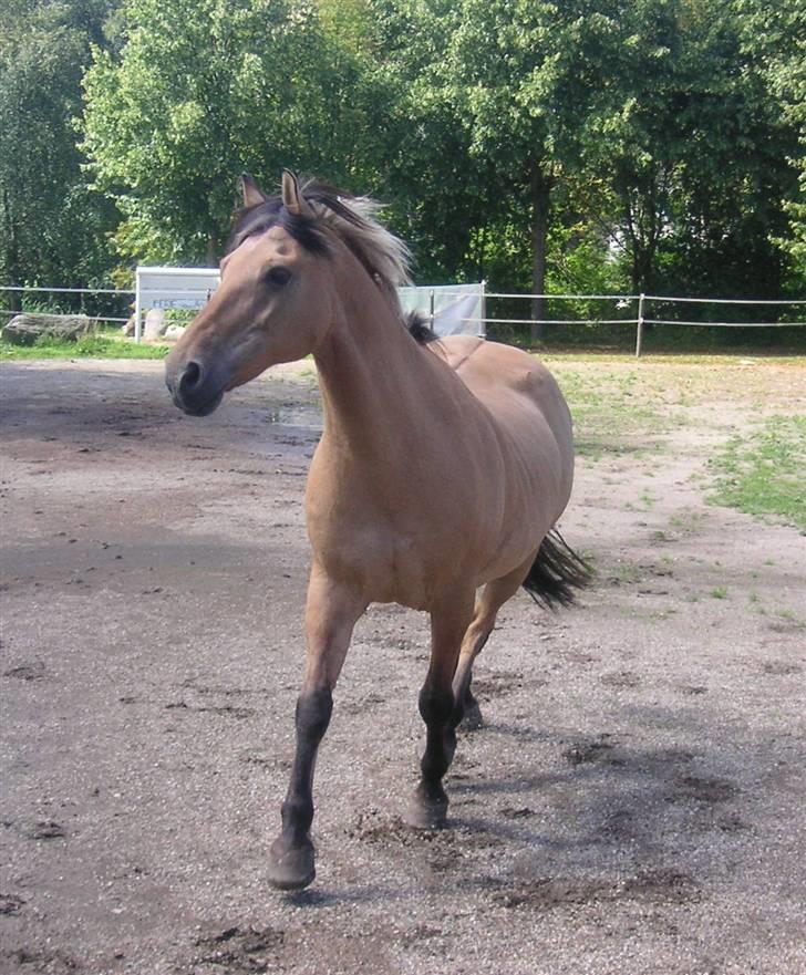 Anden særlig race Flanagan billede 7