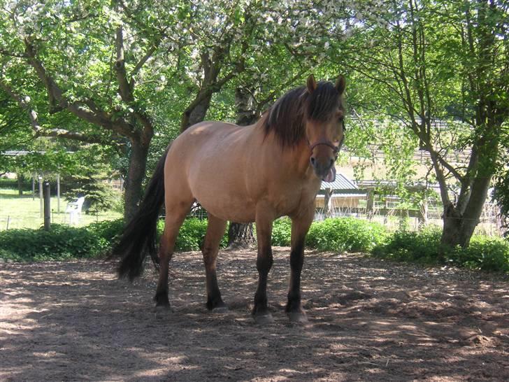 Anden særlig race Flanagan billede 8