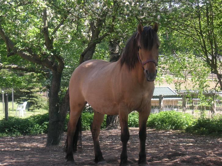 Anden særlig race Flanagan billede 9