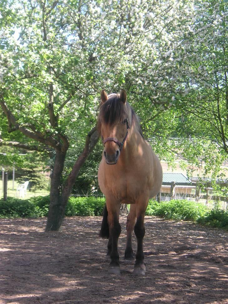 Anden særlig race Flanagan billede 10