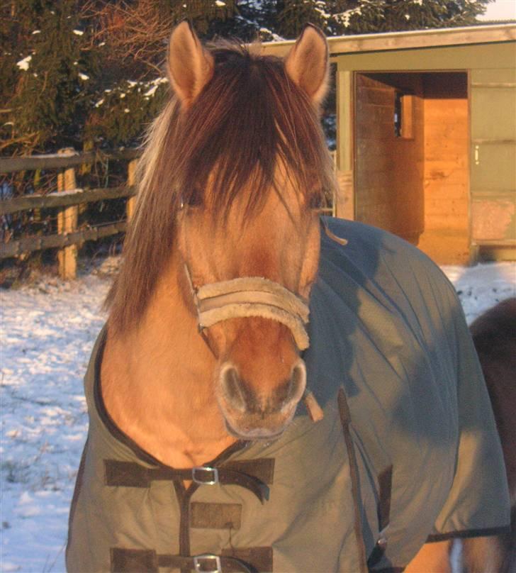 Anden særlig race Flanagan billede 11