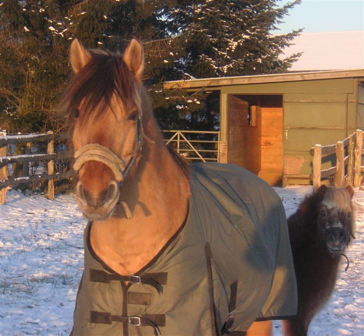 Anden særlig race Flanagan - Her sammen med sin ven og staldkammerat Barney. billede 12