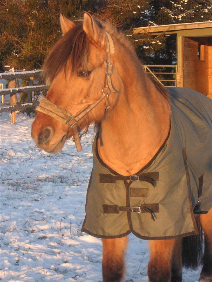 Anden særlig race Flanagan billede 13