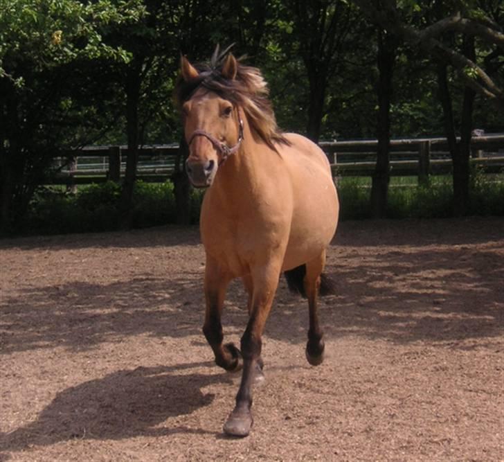 Anden særlig race Flanagan billede 14