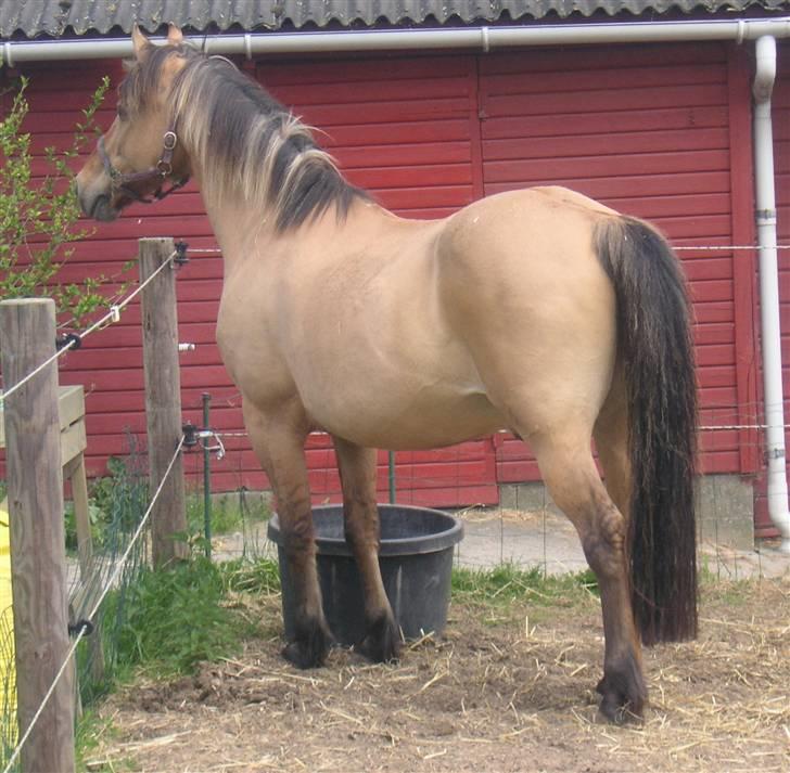 Anden særlig race Flanagan billede 15