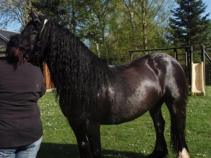 Irish Cob black magic *solgt* - uuuummmmm.,,.,. der gik lige en lækker hingst billede 15