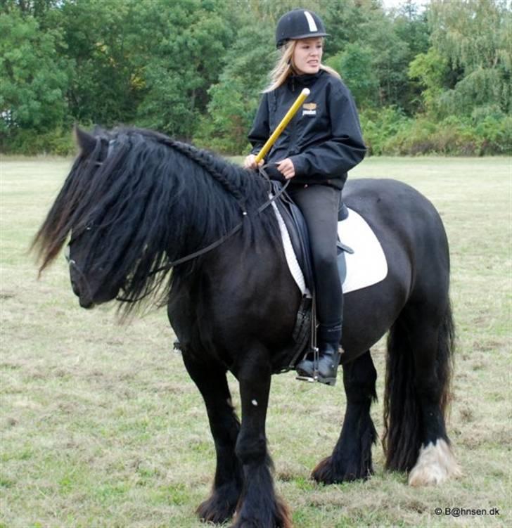 Irish Cob black magic *solgt* billede 16