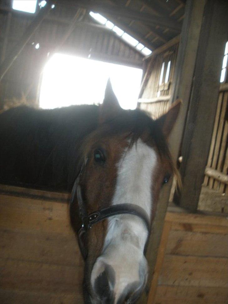 Hollandsk Sportspony Rico<3  billede 20