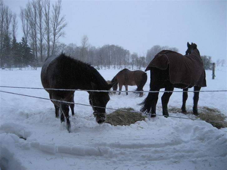 New Forest Krarups Farao - Farao, Picasso  og Argo billede 4