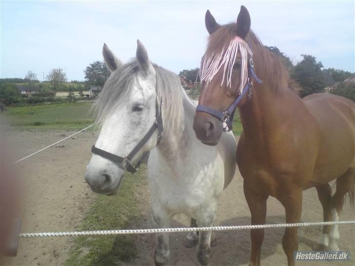 Anden særlig race Savannah R.I.P - Savanna og hendes afdøde kæreste cent <3 billede 8