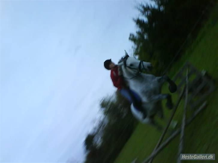 Anden særlig race Savannah R.I.P - taget i år 2008 - er nået længere nu :D  billede 9