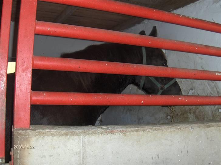 Oldenborg Faye Lyngbo billede 15