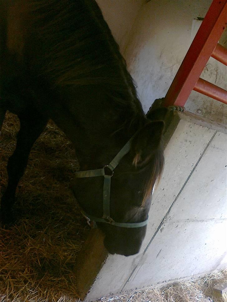 Oldenborg Faye Lyngbo billede 16