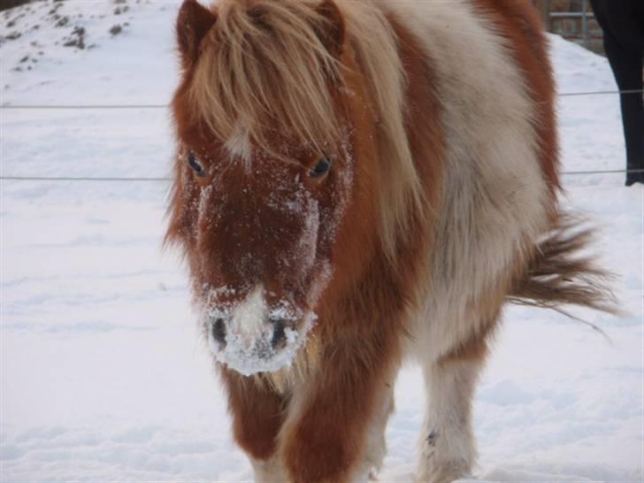 Anden særlig race Mongol (mongo) - Jeg elsker bare sne billede 1