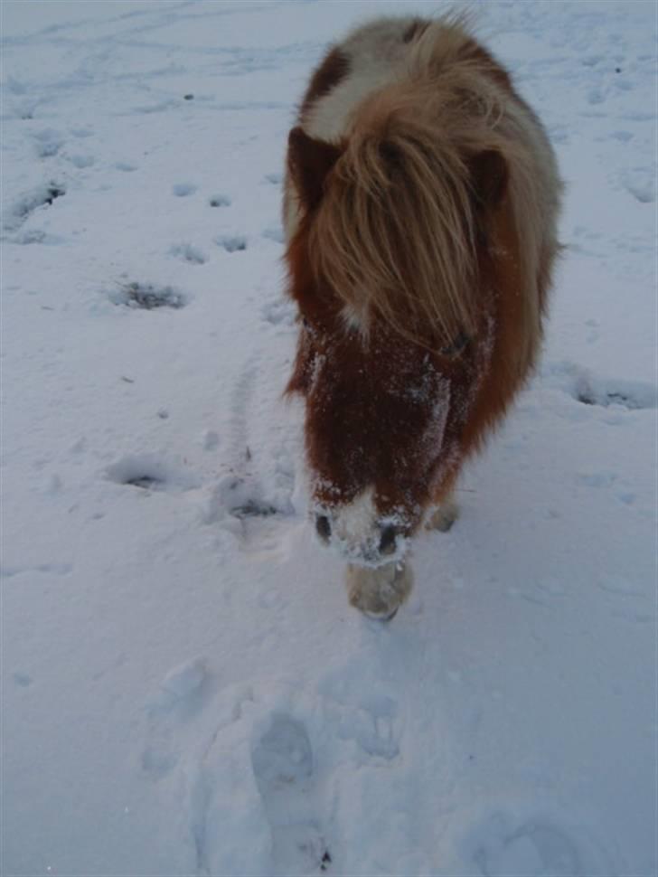 Anden særlig race Mongol (mongo) - Kan du se mig nu billede 6