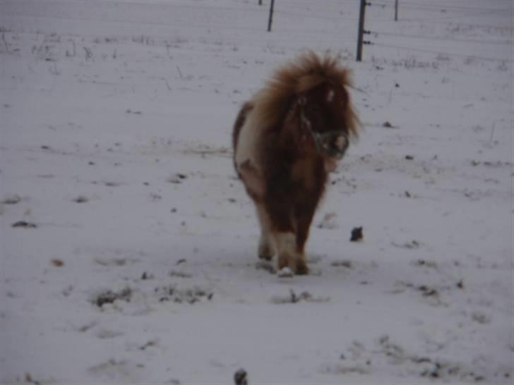 Anden særlig race Mongol (mongo) - Jeg er på vej billede 4