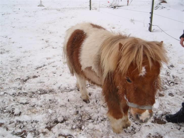Anden særlig race Mongol (mongo) - Jeg er blevet klippet lidt på maven. billede 2