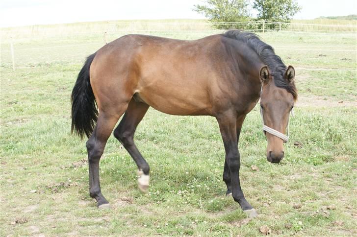 Pinto Stengårdens MR Fighter billede 3