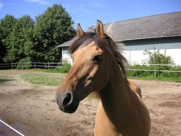 {{currentPhoto.altText}} billede {{currentPhoto.number}}