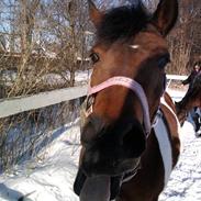 Anden særlig race Gucci