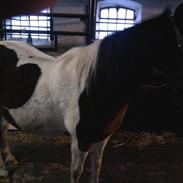 Anden særlig race Gucci