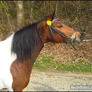 Anden særlig race Gucci