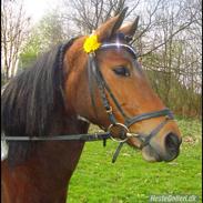 Anden særlig race Gucci