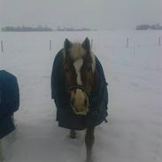 Haflinger Felina