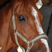 Dansk Varmblod Vinson