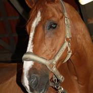 Dansk Varmblod Vinson