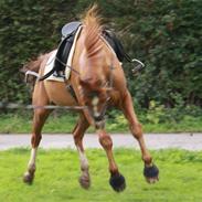 Dansk Varmblod Vinson