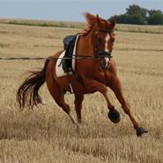 Dansk Varmblod Vinson